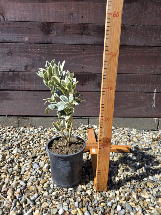 Euonymus japonicus Albomarginatus – Arbust ornamental variegat veșnic verde 20-30cm [3]
