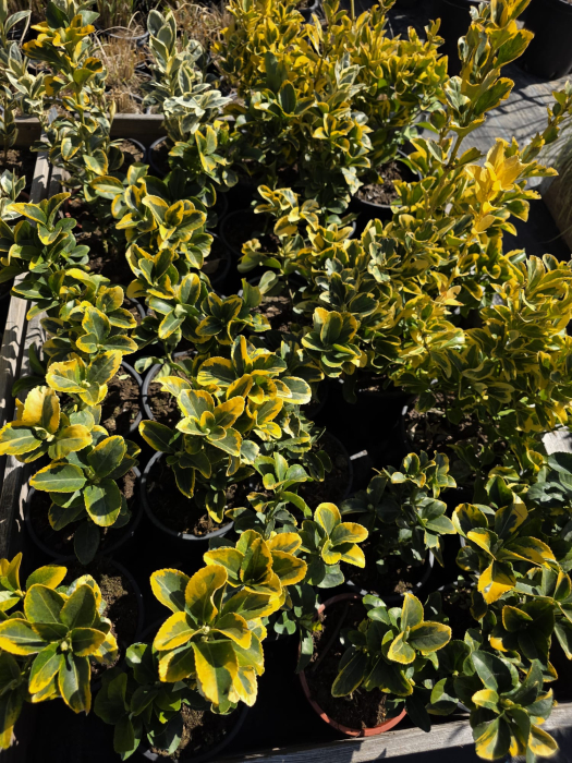 Euonymus japonicus Aureus – Euonymus auriu, arbust ornamental veșnic verde 50-70cm [2]