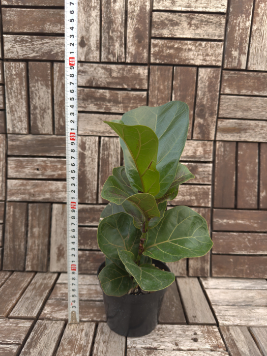 Ficus Lyrata - Ficus Liră 30cm [3]