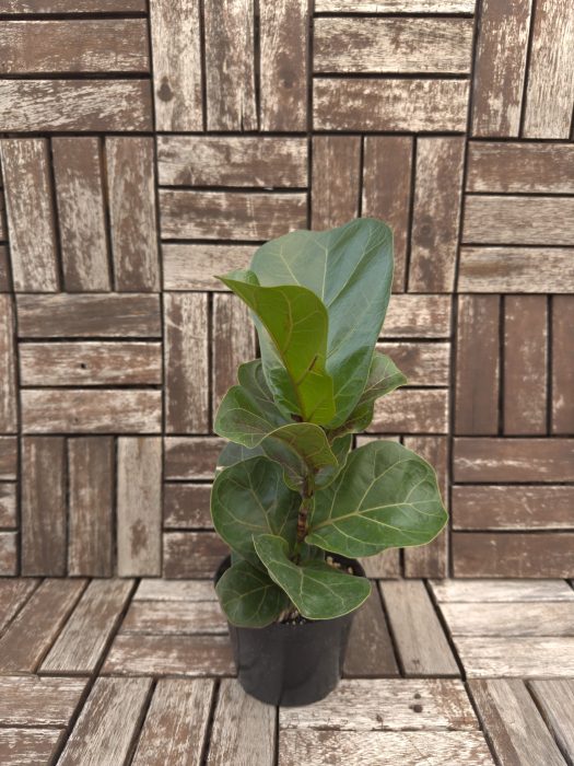 Ficus Lyrata - Ficus Liră 30cm [2]