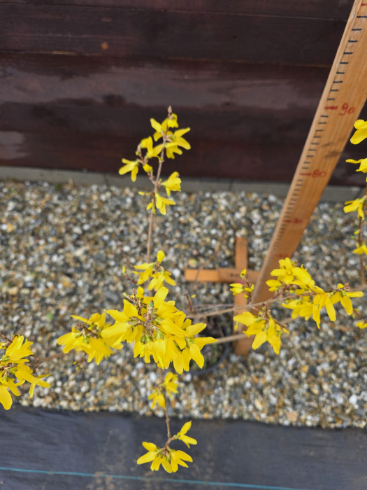Forsythia intermedia – Forsitia - arbust ornamental cu flori galbene de primăvară 110-130cm [3]