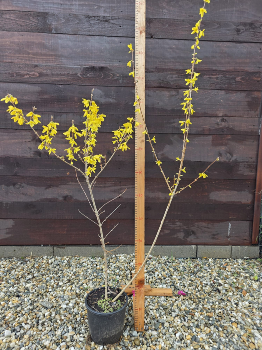 Forsythia intermedia – Forsitia - arbust ornamental cu flori galbene de primăvară 110-130cm [4]