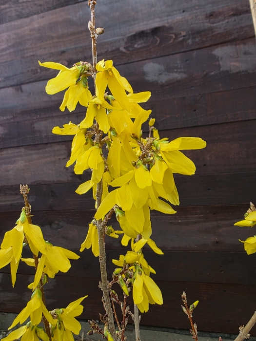 Forsythia intermedia – Forsitia - arbust ornamental cu flori galbene de primăvară 110-130cm [2]
