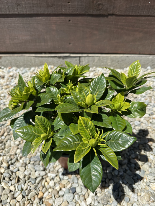 Gardenia – Arbust cu flori albe parfumate, ideal pentru terasă sau grădină [4]