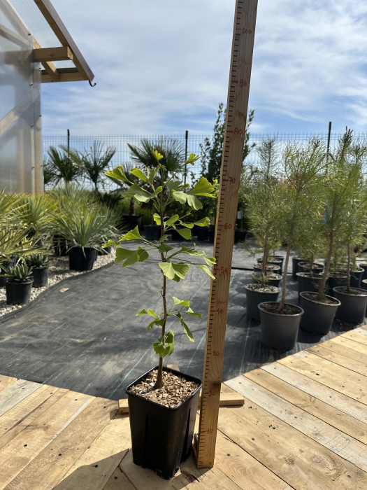 Ginkgo biloba – Arbore decorativ cu frunze spectaculoase, ideal pentru grădini și alei [3]