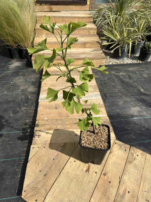 Ginkgo biloba – Arbore decorativ cu frunze spectaculoase, ideal pentru grădini și alei [4]