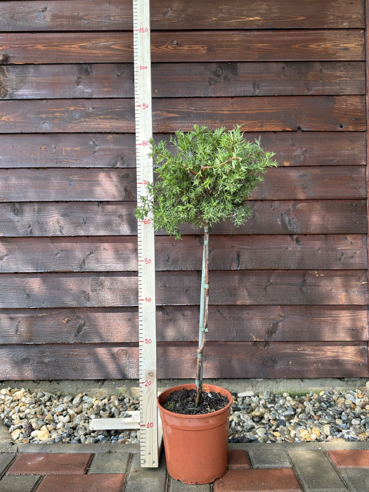 Grevillea Rosmarinifolia [3]