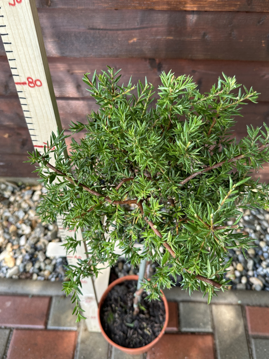 Grevillea Rosmarinifolia [4]