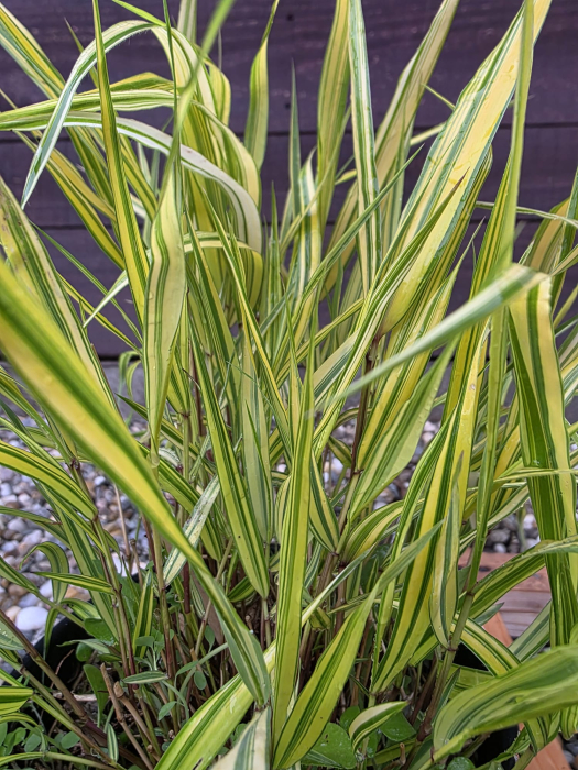 Hakonechloa macra – Iarbă ornamentală japoneză decorativă pentru grădină [3]