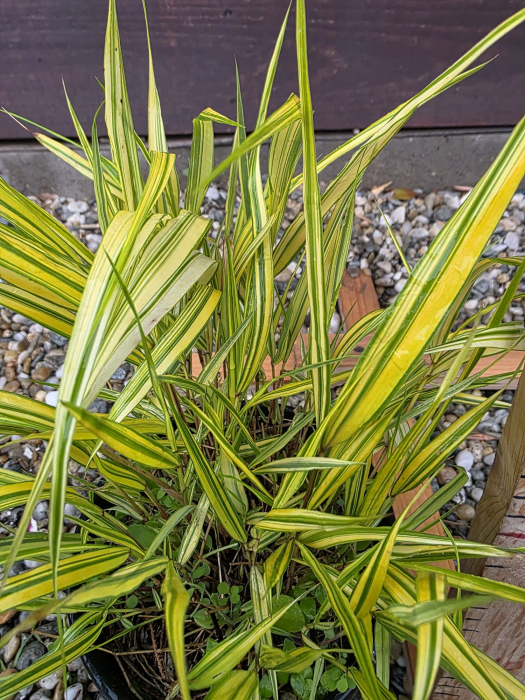Hakonechloa macra – Iarbă ornamentală japoneză decorativă pentru grădină [2]