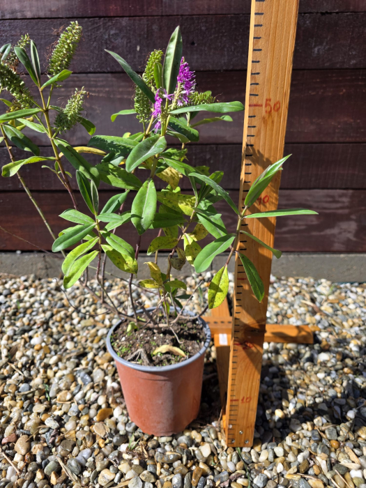 Hebe ornamental cu frunze verzi si flori mov – Arbust decorativ veșnic verde pentru grădină și terasă 40-60cm [2]