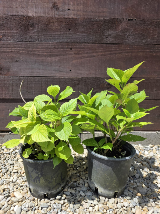 Hortensie – Arbust ornamental cu flori mari, ideale pentru grădini elegante [1]