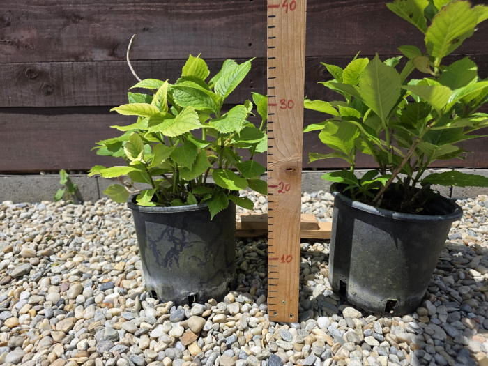 Hortensie – Arbust ornamental cu flori mari, ideale pentru grădini elegante [2]