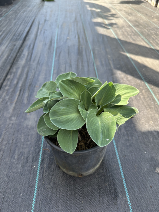Hosta "Blue Mouse Ears" – Plantă perenă ornamentală pentru grădini umbroase, cu frunziș decorativ [3]