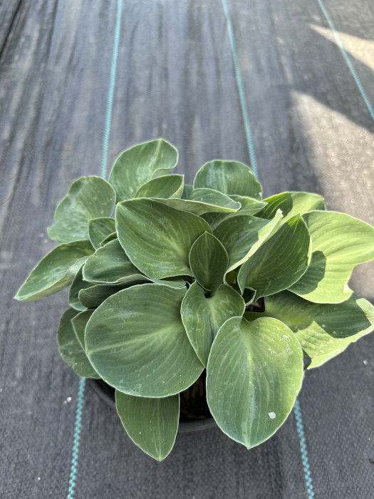 Hosta "Blue Mouse Ears" – Plantă perenă ornamentală pentru grădini umbroase, cu frunziș decorativ [2]