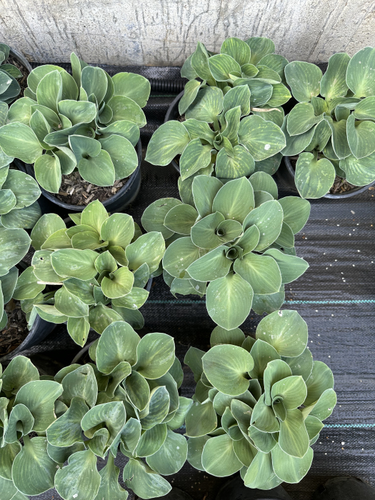 Hosta "Blue Mouse Ears" – Plantă perenă ornamentală pentru grădini umbroase, cu frunziș decorativ [1]