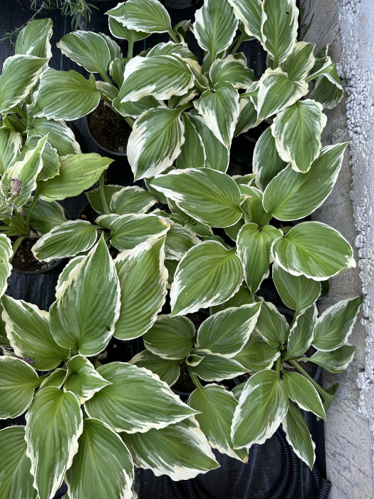 Hosta "Cameo" – Plantă perenă ornamentală pentru grădini umbroase, cu frunziș decorativ [1]