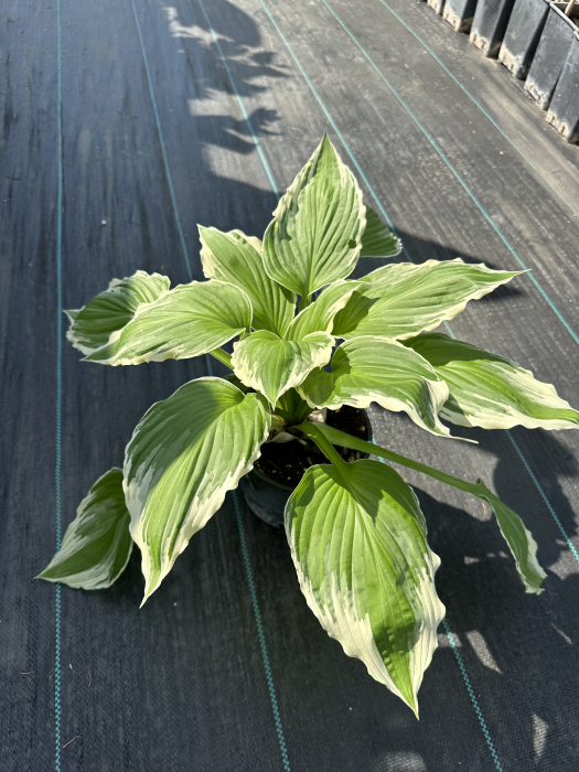 Hosta "Cameo" – Plantă perenă ornamentală pentru grădini umbroase, cu frunziș decorativ [3]