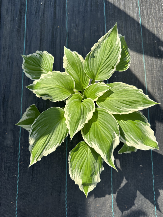 Hosta "Cameo" – Plantă perenă ornamentală pentru grădini umbroase, cu frunziș decorativ [2]