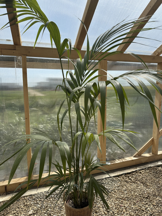 Howea 190 cm– Palmier Kentia elegant, ideal pentru interior și grădini [3]