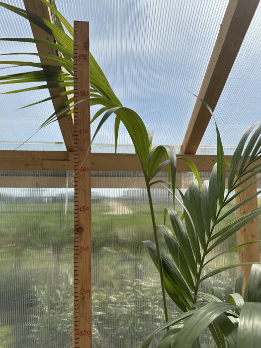 Howea 190 cm– Palmier Kentia elegant, ideal pentru interior și grădini [5]