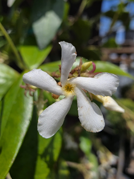 Iasomie – Plantă ornamentală parfumată, ideală pentru grădini și terase 130-140cm [1]