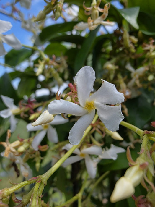 Iasomie – Plantă ornamentală parfumată, ideală pentru grădini și terase 130-140cm [4]