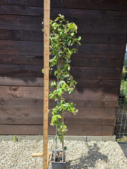 Iasomie – Plantă ornamentală parfumată, ideală pentru grădini și terase 130-140cm [3]