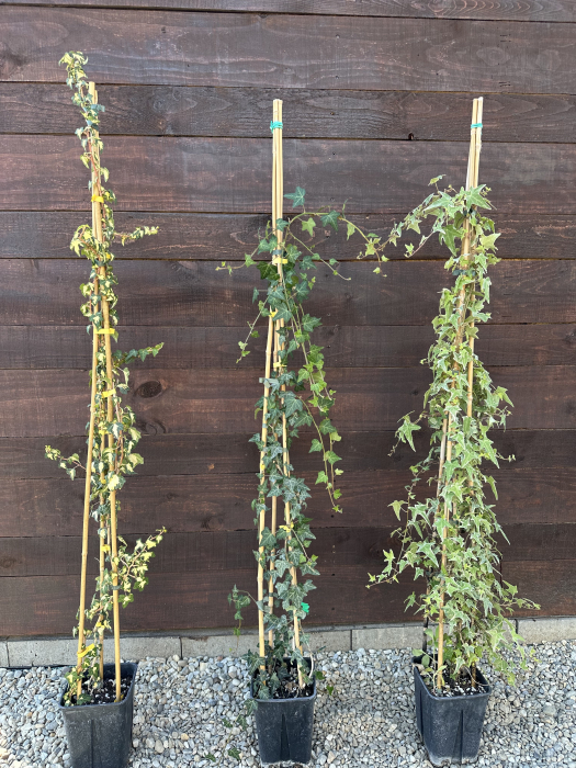 Iedera comună (Hedera helix) – Plantă cățărătoare veșnic verde, ideală pentru acoperiri și decorațiuni verticale [3]