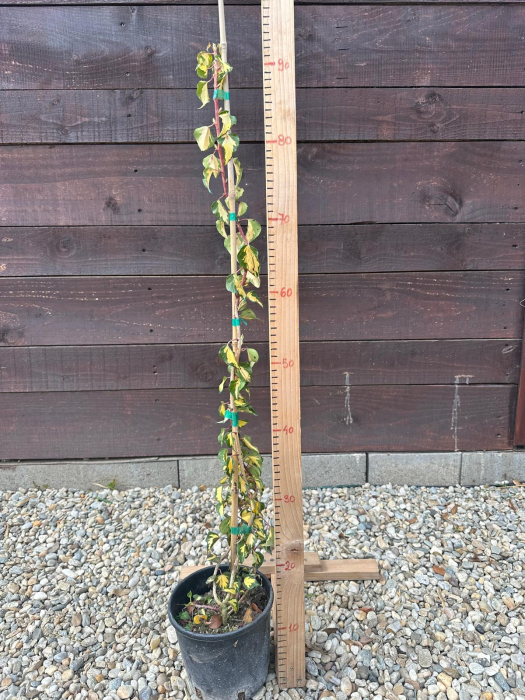 Iedera Goldheart – Hedera helix ‘Sagittifolia Variegata’ decorativă variegată 100-120cm [5]