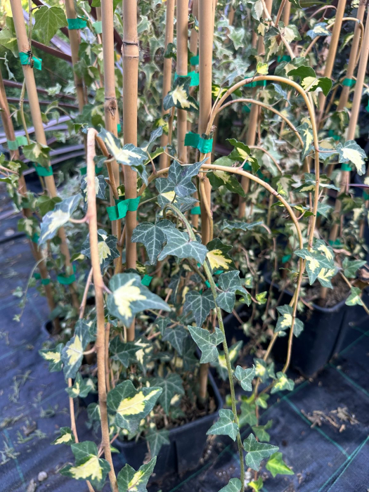 Iedera GoldHeart- Hedera helix 'Sagittifolia Variegata' [3]