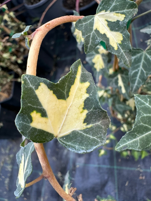 Iedera GoldHeart- Hedera helix 'Sagittifolia Variegata' [2]