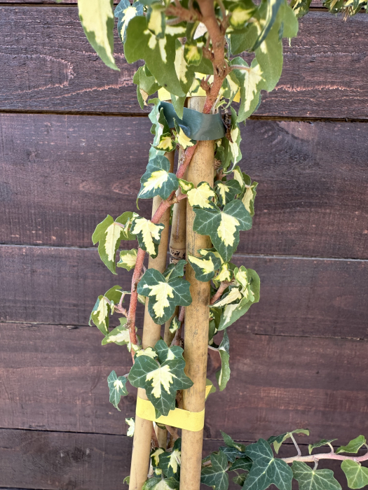 Iedera GoldHeart- Hedera helix 'Sagittifolia Variegata' [1]