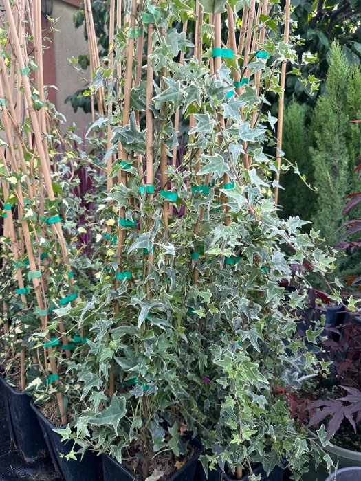 Iederă englezească veșnic verde – Iedera 'Glacier' – Hedera helix [2]