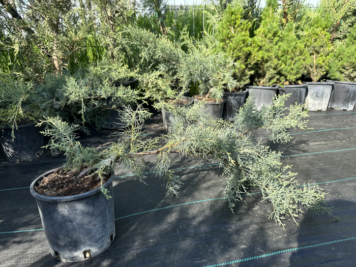 Ienupăr Blue Alps (Juniperus chinensis), arbust decorativ albastru-argintiu, rezistent la secetă, semi-târâtor- AbundentGarden [5]