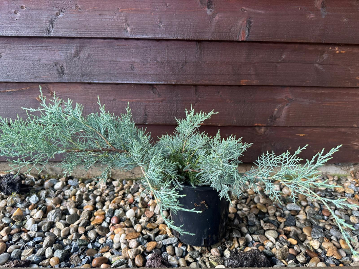 Ienupăr Blue Alps (Juniperus chinensis), arbust decorativ albastru-argintiu, rezistent la secetă, semi-târâtor- AbundentGarden [1]