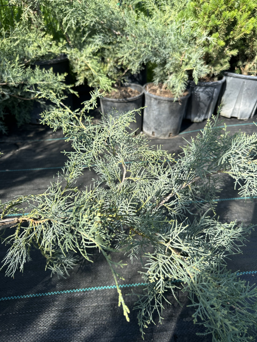 Ienupăr Blue Alps (Juniperus chinensis), arbust decorativ albastru-argintiu, rezistent la secetă, semi-târâtor- AbundentGarden [3]