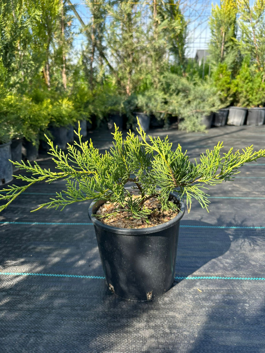 Ienupar Verde (Juniperus) – Arbust conifer verde pentru grădini și peisaje [3]