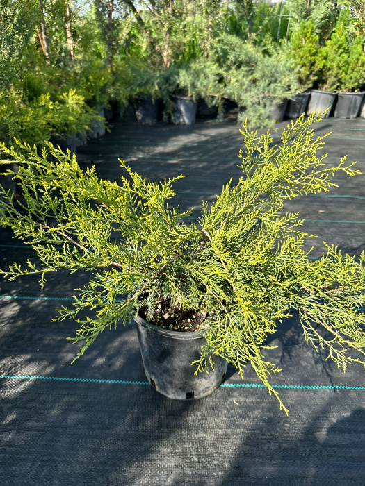 Ienupar Verde (Juniperus) – Arbust conifer verde pentru grădini și peisaje [4]