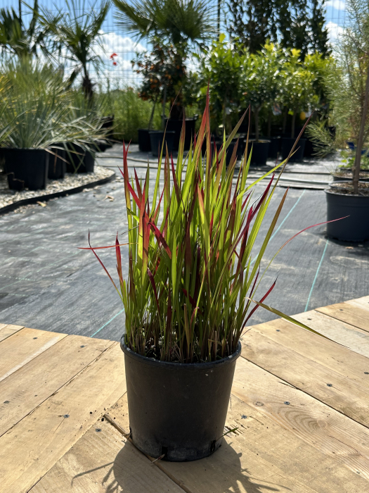 Imperata cylindrica – Iarbă ornamentală cu frunze roșii vibrante [1]