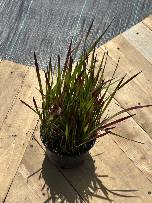 Imperata cylindrica – Iarbă ornamentală cu frunze roșii vibrante [3]