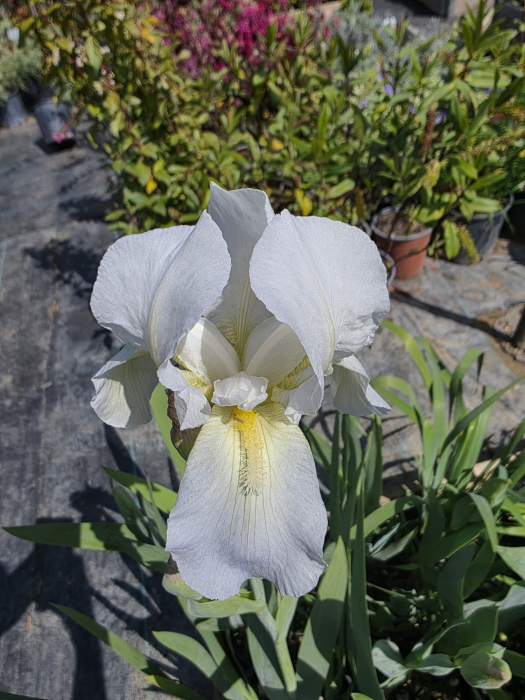Iris Stânjenel – Plantă perenă ornamentală cu flori elegante și colorate [1]