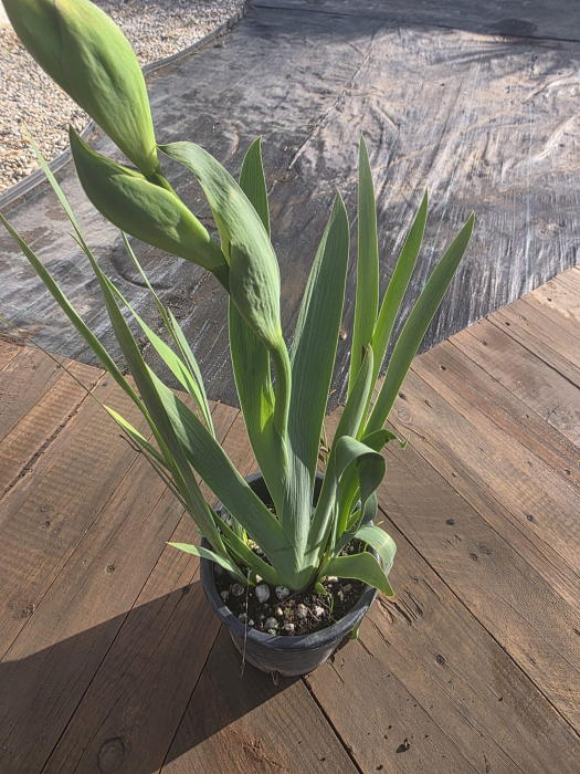 Iris Stânjenel – Plantă perenă ornamentală cu flori elegante și colorate [3]