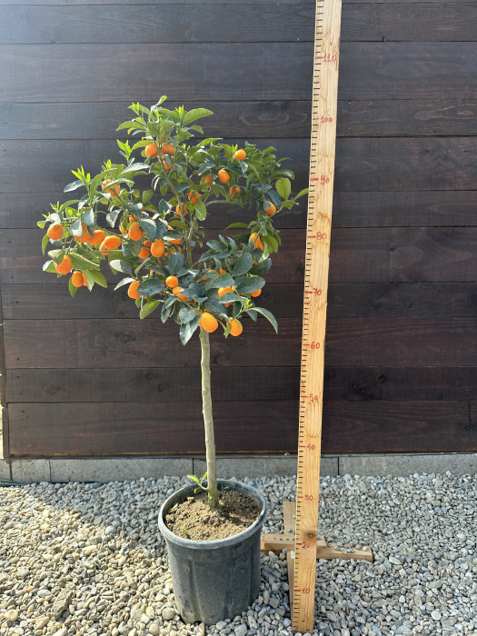 Kumquat - Citrus fortunella margarita 40-60cm vesnic verde [6]