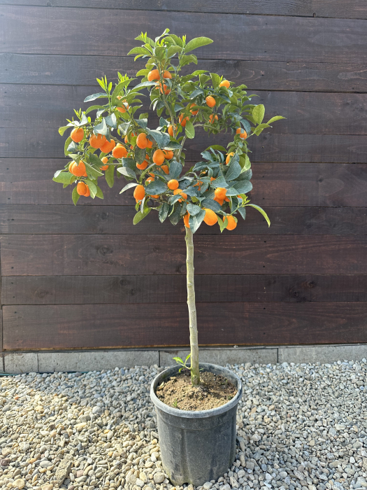 Kumquat - Citrus fortunella margarita 40-60cm vesnic verde [2]