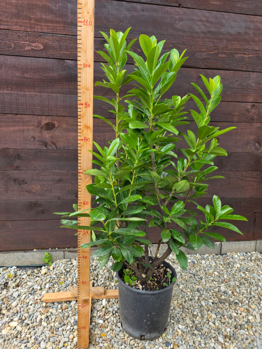 Laur englezesc (Prunus laurocerasus) – Arbust ornamental pentru gard viu dens și verde 80-90cm [3]