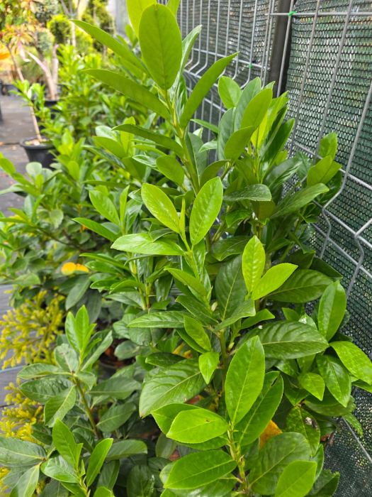 Laur englezesc (Prunus laurocerasus) – Arbust ornamental pentru gard viu dens și verde 80-90cm [4]