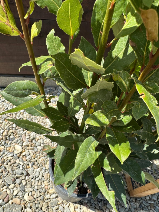 Laurus nobilis – Dafin nobil ornamental, aromat și rezistent, ideal pentru grădini și ghivece 70-80cm [2]