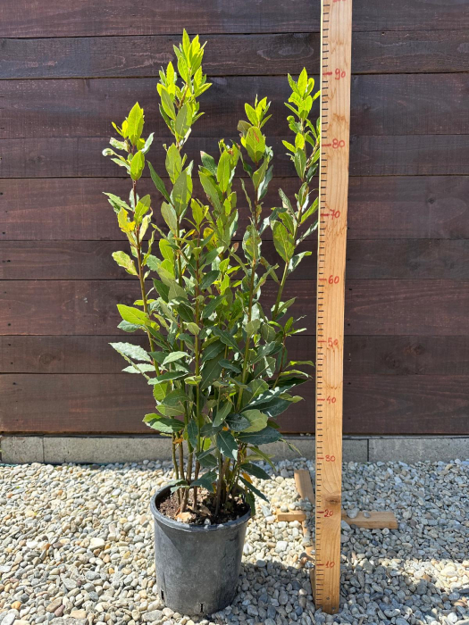 Laurus nobilis – Dafin nobil ornamental, aromat și rezistent, ideal pentru grădini și ghivece 70-80cm [3]