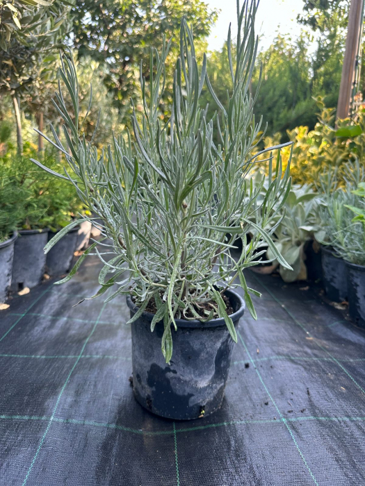 Lavandă englezească  - Lavandula Angustifolia cu flori mov si parfumate [3]